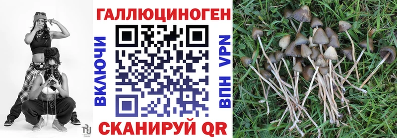Галлюциногенные грибы Psilocybine cubensis  Гремячинск 